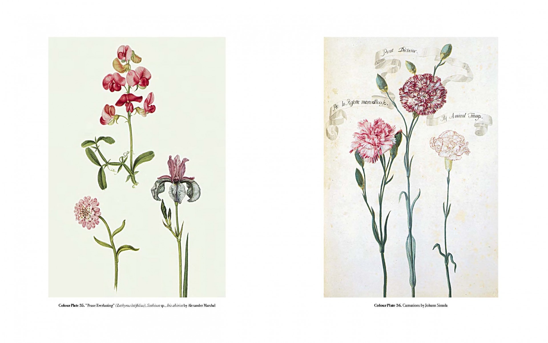 The Art of Botanical Illustration - Teşvikiye Patika Kitabevi
